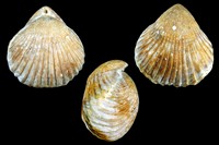 Septaliphoria pinguis